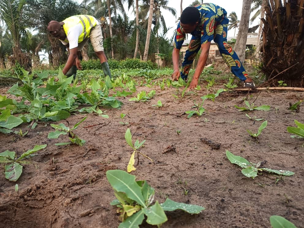 CEEVAL Bénin, avec l’appui de l’IFDD, ressuscite les Légumes Négligés et Sous-utilisés (NUS)  du Bénin rural