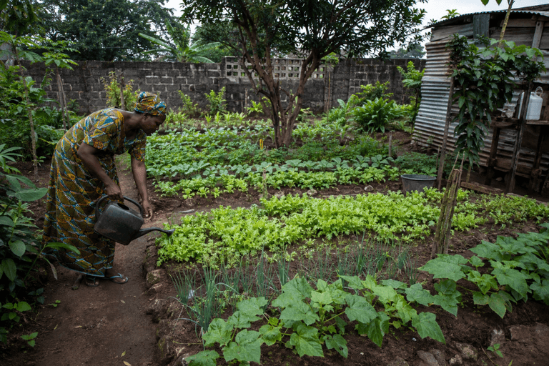Du jardin à l’assiette, les petits potagers face au défi climatique