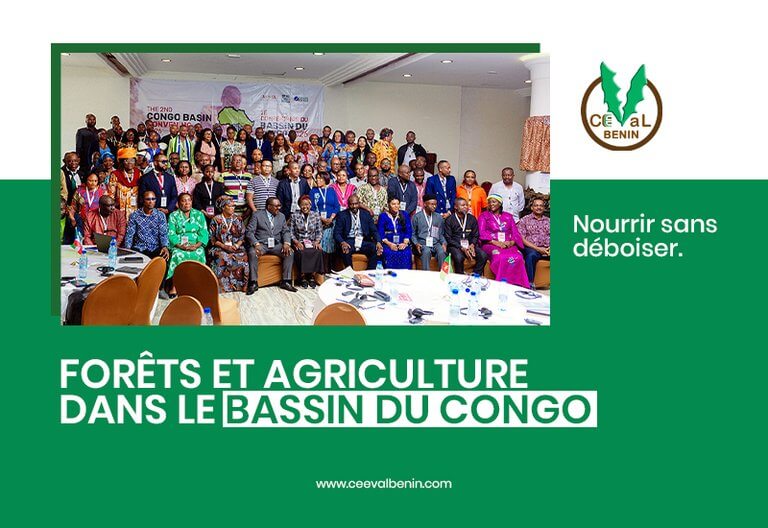 Bassin du Congo : la bataille des forêts se joue aussi dans les champs