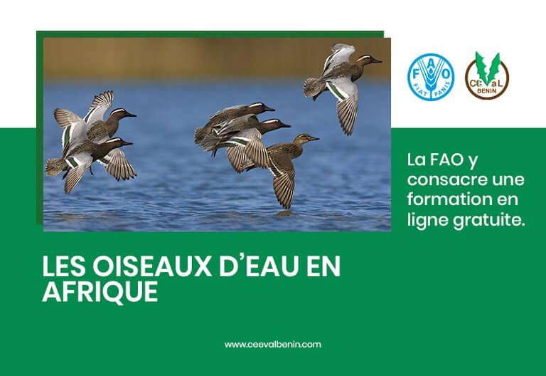 FAO : une formation gratuite en ligne consacrée aux oiseaux d’eau en Afrique