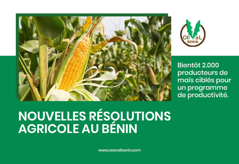 Agriculture au Bénin : 2.000 producteurs de maïs bientôt ciblés pour programme de productivité