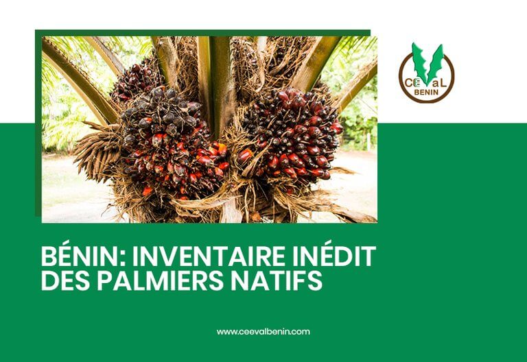 Biodiversité : le Bénin dévoile un inventaire inédit de ses palmiers natifs