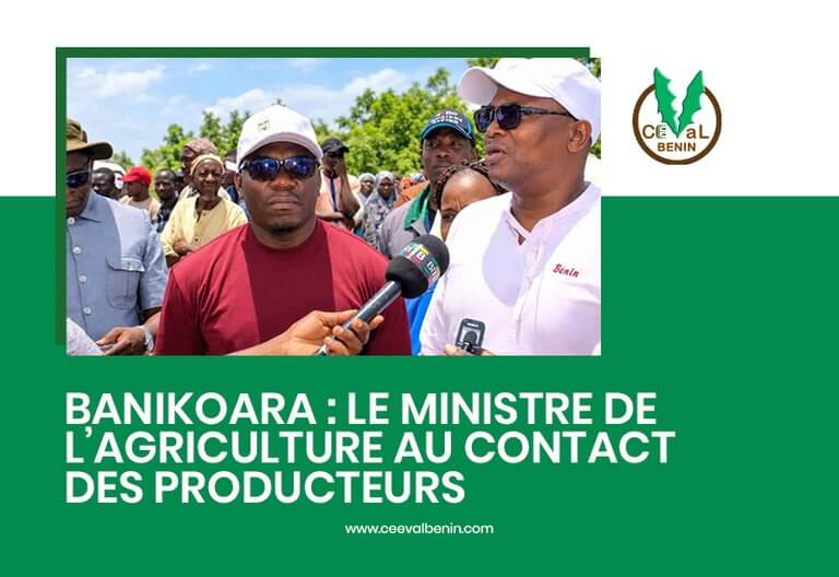 Banikoara : le ministre de l’Agriculture au contact des producteurs
