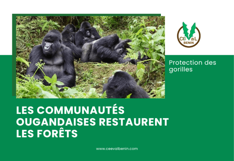 Protection des gorilles en Ouganda: les communautés restaurent les forêts