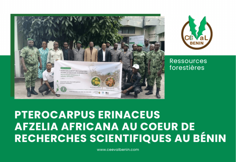 Le kosso et l’afzelia au cœur d’une étude sur les ressources forestières au Bénin